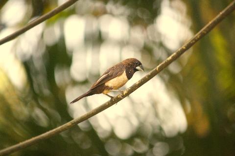 Birds in Goa - Download Goa Photos